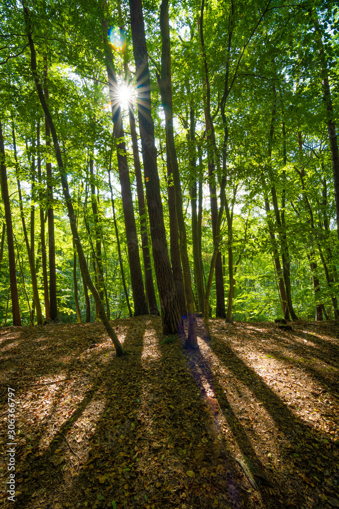 Die Sonne scheint in den Wald - Buchenwald auf Usedom Die Sonne scheint in den Wald - Buchenwald auf Usedom