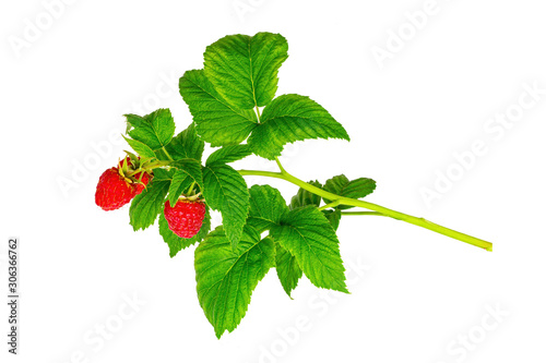 Raspberry branch on white background