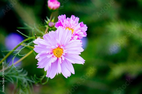 purple flower in the garden