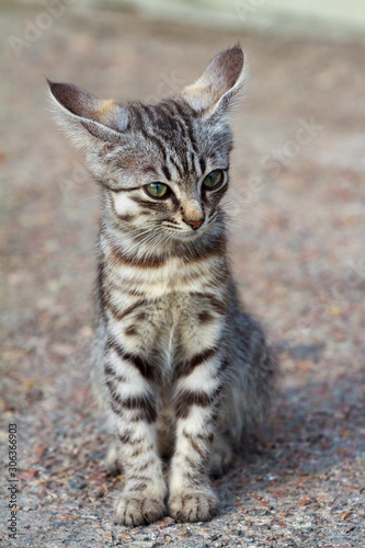 Swollen face kitten from Acetaminophen toxicity photo