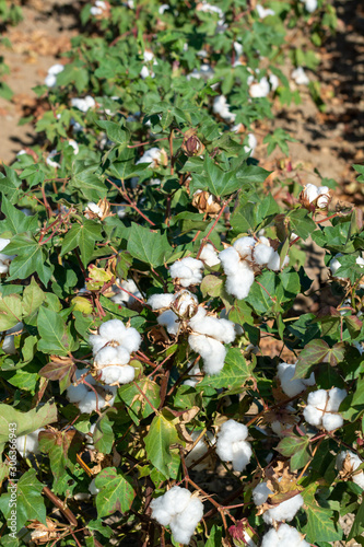 Plantations of organic fiber cotton plans with white buds ready for harvest