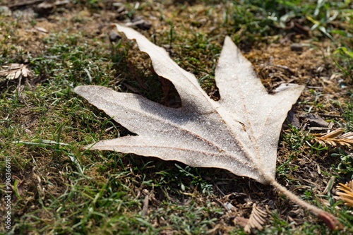leaves in the grass