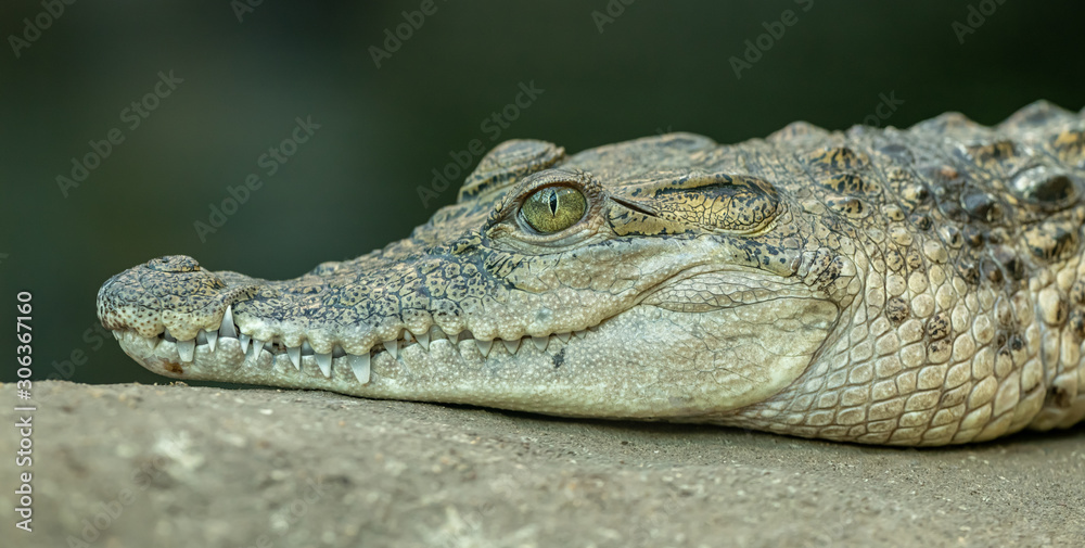 Fototapeta premium portrait of crocodile resting on concrete
