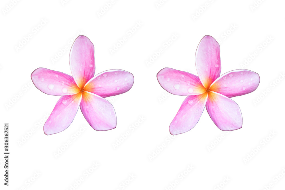 Obraz premium Pink plumeria flowers On a white background