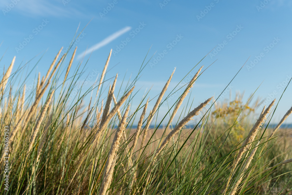 Norfolk dunes