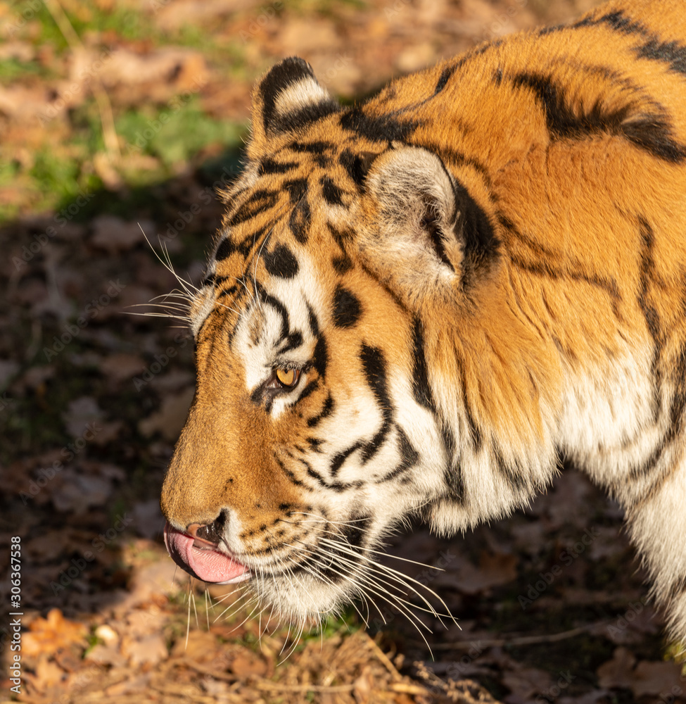 Fototapeta premium portrait of tiger with his tongue out