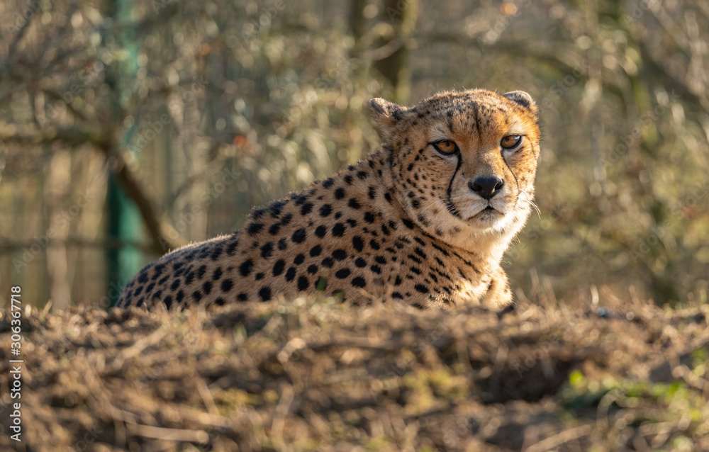 cheetah resting on small hill in the zoo cheetah resting on small hill in the zoo
