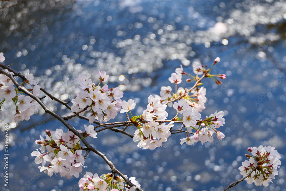 目黒川の桜。目黒　東京　日本。４月上旬。