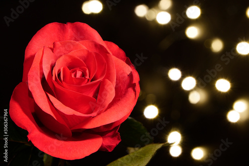 a red rose on a black background with small artificial light bulbs. lights out of focus. red flower in artificial light  black background  red petals and green leaves