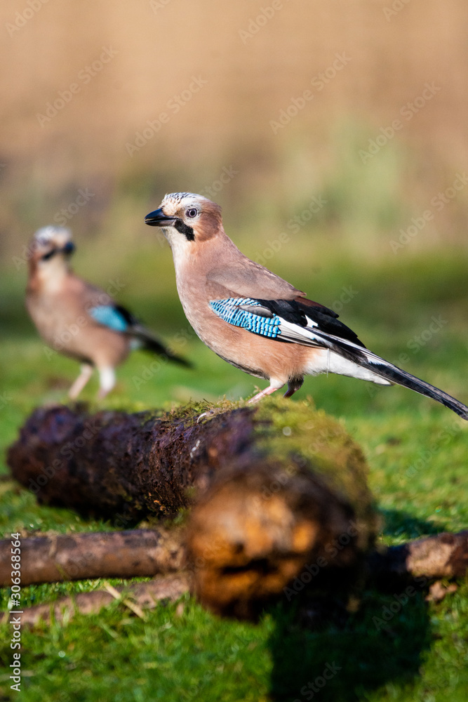 Two Jay Two Jay