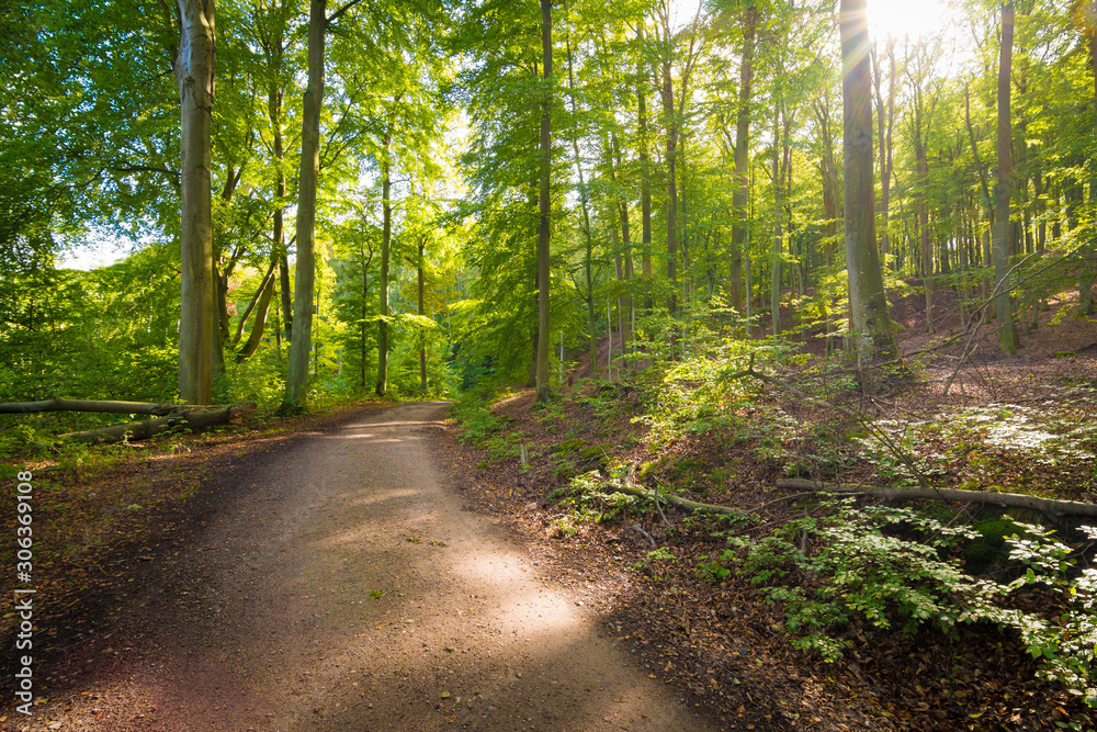 Die Sonne scheint in den Wald im Herbst Die Sonne scheint in den Wald im Herbst