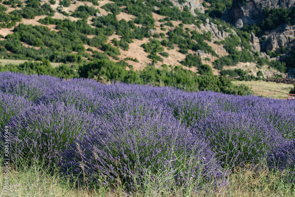 Obraz premium Landscape view of lavender field with trees in the background, lilac lavender fields surrounded by mountains