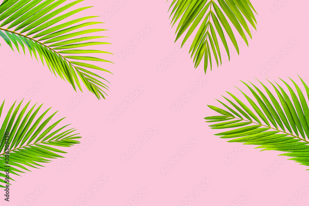 Natural palm leaf on pastel pink background