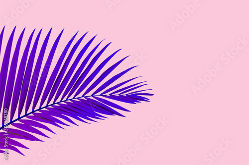 Natural blue palm leaf on pastel pink background