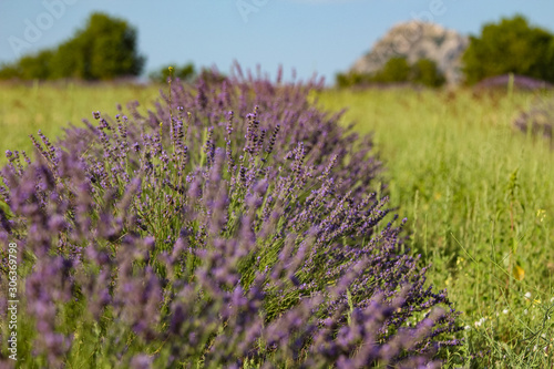 Landscape view of lavender field with trees in the background  lilac lavender fields surrounded by mountains