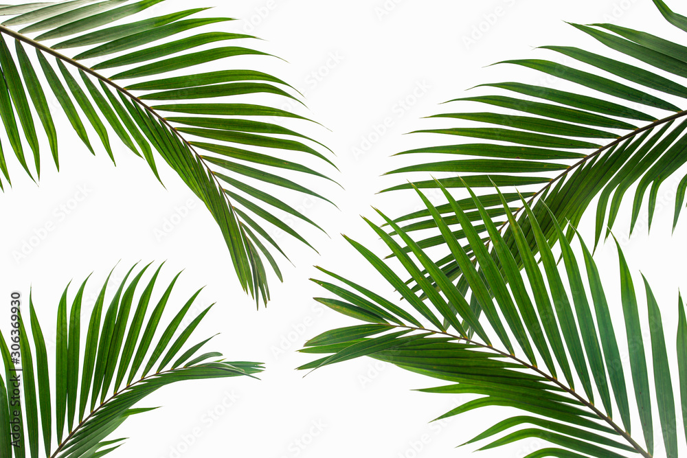 Fototapeta premium tropical and coconut leaf isolated on white background, summer background