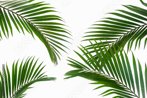 tropical and coconut leaf isolated on white background, summer background © Nabodin