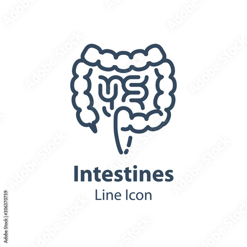 Human internal organ, intestines and colon, digestive system part