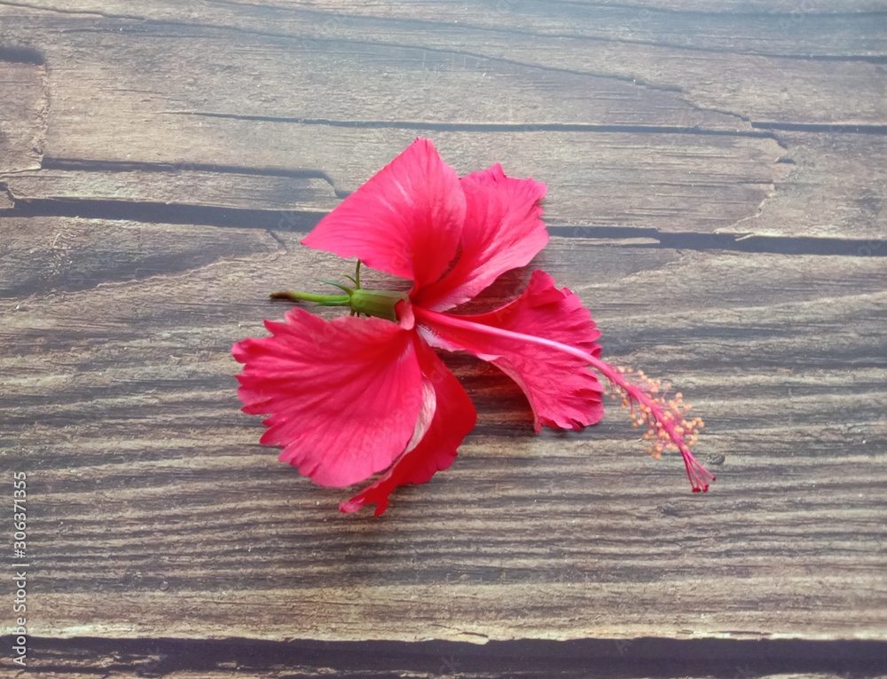 Red hibiscus flowers blooming on wallpaper background closeup. Look like a medium sized shrub. The leaves are quite oval, with a pointed end, the edges of the leaves are slightly known. Red hibiscus flowers blooming on wallpaper background closeup. Look like a medium sized shrub. The leaves are quite oval, with a pointed end, the edges of the leaves are slightly known.