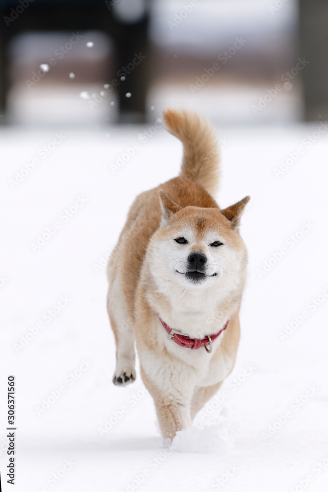 雪原で遊んでいる柴犬 雪原で遊んでいる柴犬