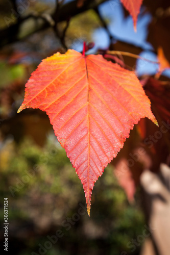 Close-up Acer rufinerve Snake-bark Maple leaf