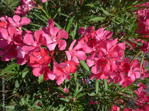 bright southern flowers and inflorescences