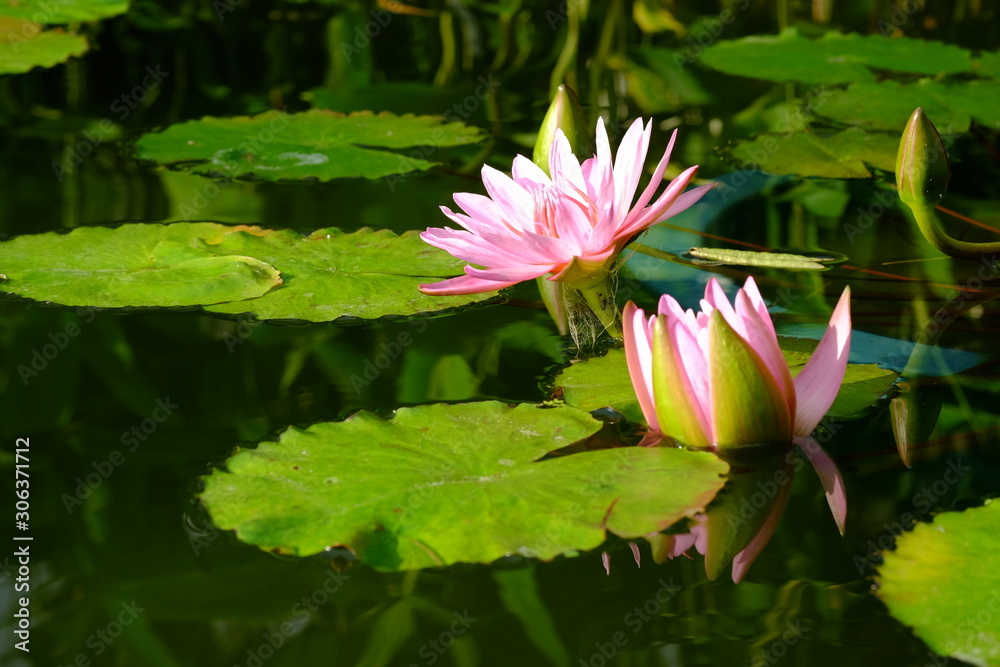 水辺で咲く熱帯スイレン ピンクプラッターの花 Stock Photo Adobe Stock