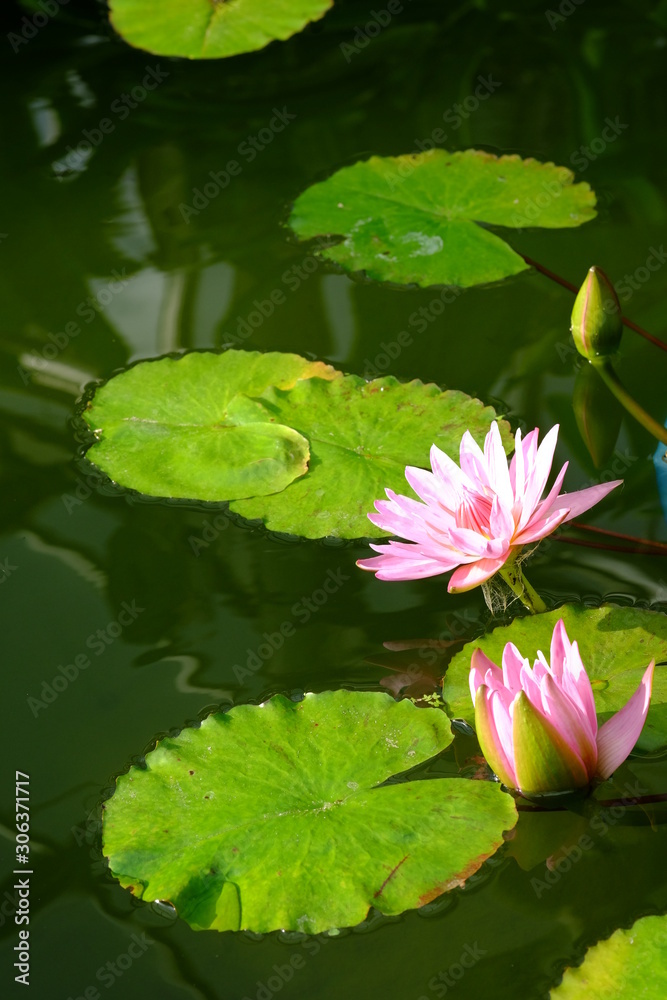 水辺で咲く熱帯スイレン ピンクプラッターの花 Stock Foto Adobe Stock 水辺で咲く熱帯スイレン ピンクプラッターの花 Stock Foto Adobe Stock
