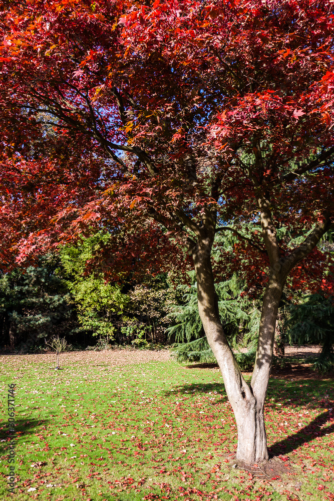 Naklejka premium Japanese Maple (acer palmatum) growing in East Grinstead