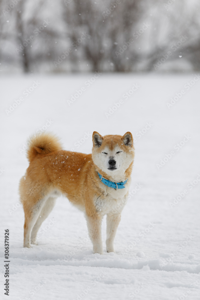 雪原で遊んでいる柴犬
