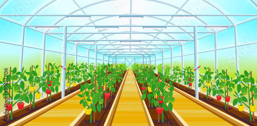 A large greenhouse with rows of bell pepper.Vector illustration.