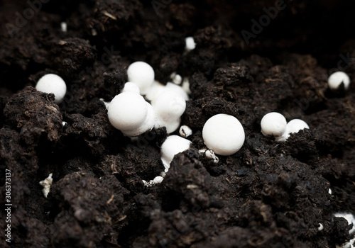 Button mushrooms in the ground