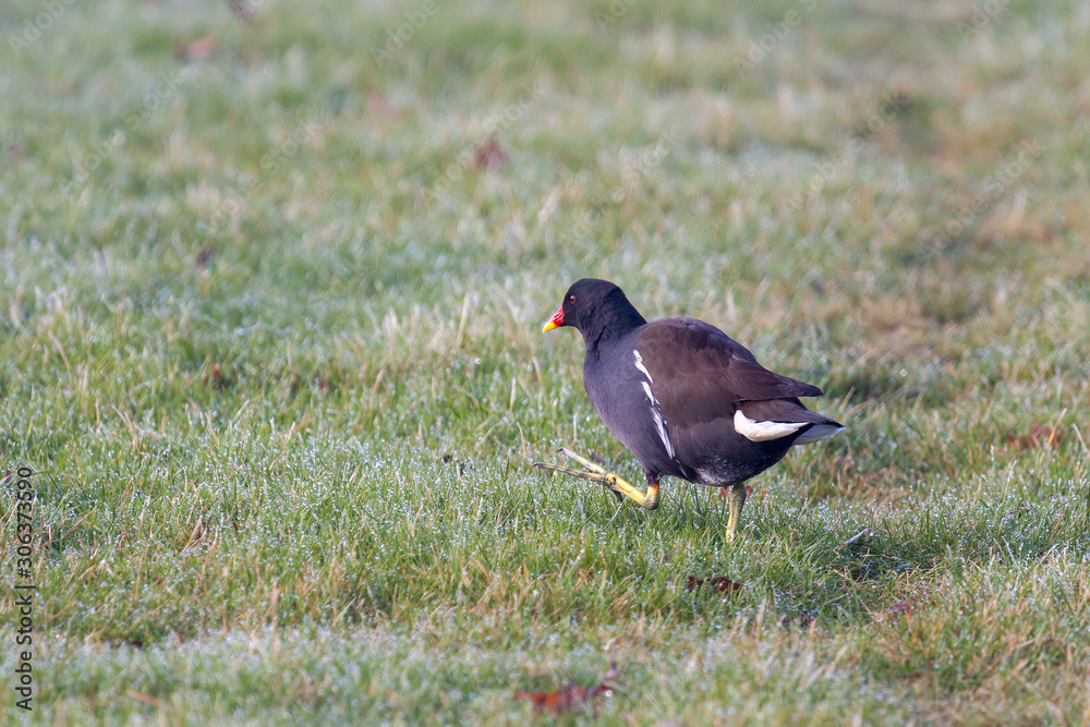 Common Moorhen (Gallinula chloropus) walking theough frosty grass Common Moorhen (Gallinula chloropus) walking theough frosty grass