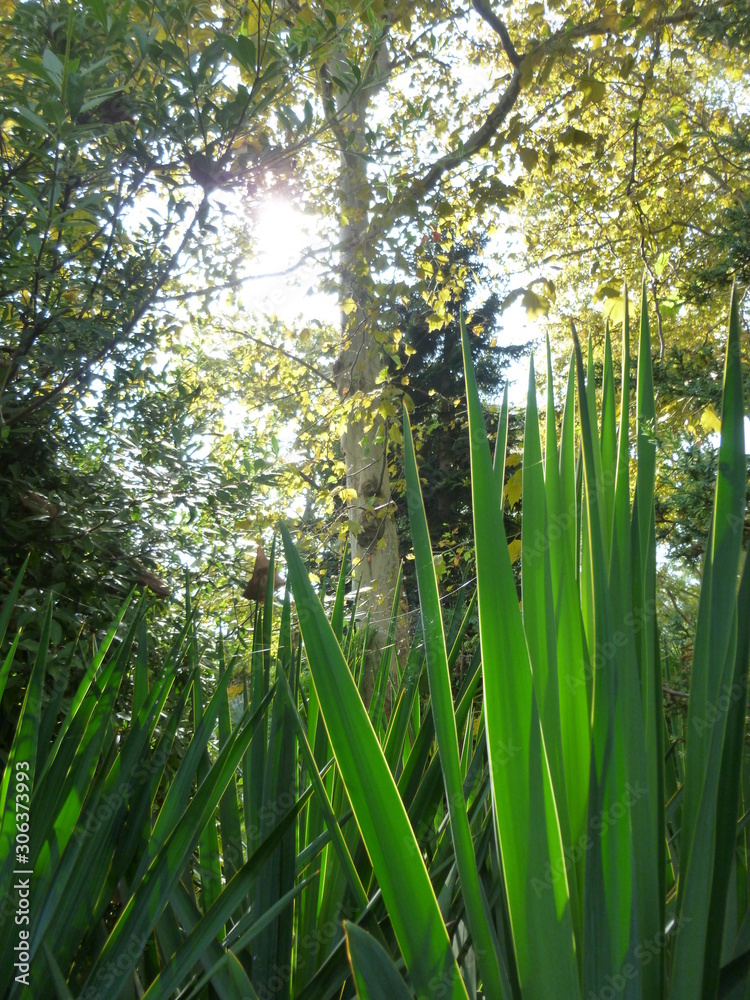 green trees and grass in the Park green trees and grass in the Park