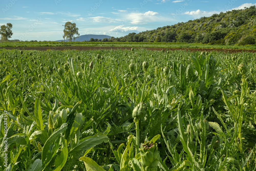 Farm field with green artichoke plants with ripe flower heads ready to new harvest