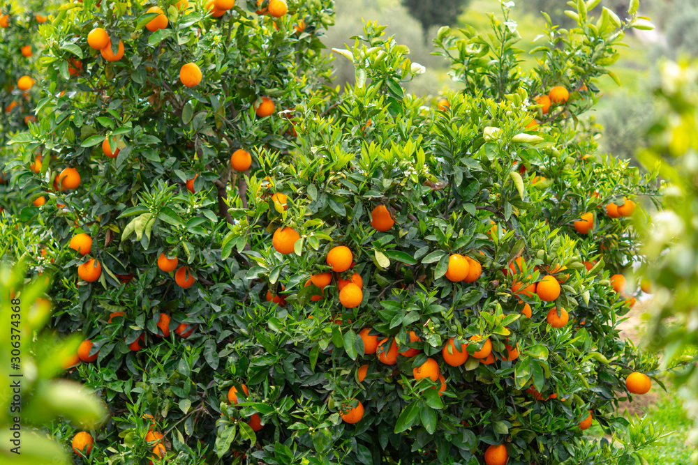 Orange citrus fruit plantations on Peloponnese, Greece, new harvest of sweet juicy oranges