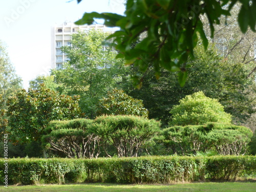 green trees and grass in the Park