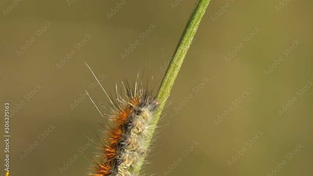 Insect macro view. Eastern tent caterpillar (Malacosoma americanum) is moth in family Lasiocampidae, tent caterpillars or lappet moths Insect macro view. Eastern tent caterpillar (Malacosoma americanum) is moth in family Lasiocampidae, tent caterpillars or lappet moths