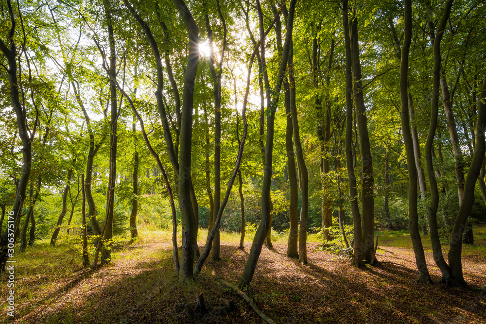 Die Sonne scheint in den Wald Die Sonne scheint in den Wald