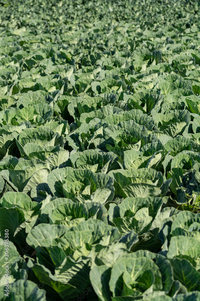 Farm field with rows of young green cabbage plants growing outside under greek sun. Farm field with rows of young green cabbage plants growing outside under greek sun.