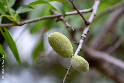 Young green almond nuts riping on almond tree