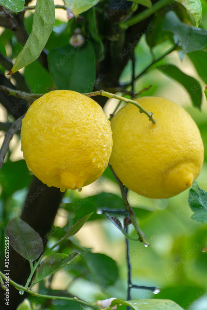 Ripe yellow lemon, tropical citrus fruit hanging on tree with water drops in rain