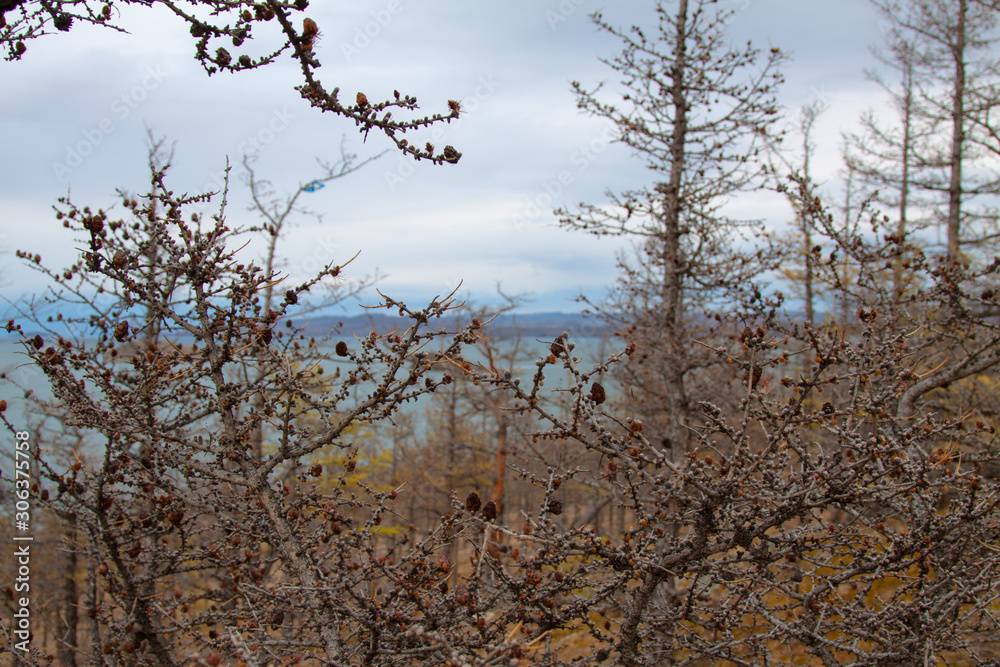 Fototapeta premium the bare branches of a larch mountains in the background