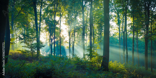 Fototapeta Naklejka Na Ścianę i Meble -  Die Sonne scheint durch Nebel in den Wald