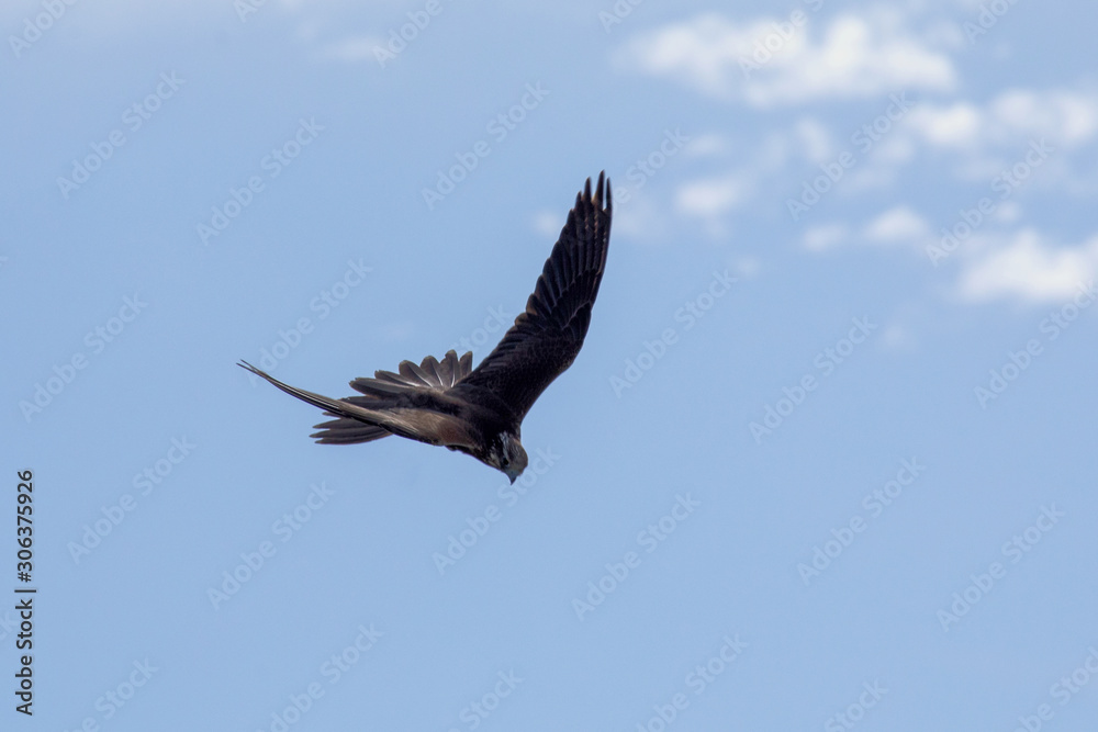 Falke im Angriffsflug Falke im Angriffsflug