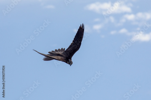 Falke im Angriffsflug © EinBlick