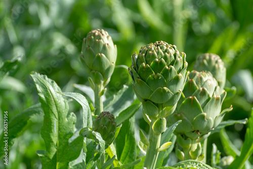 Farm field with green artichoke plants with ripe flower heads ready to new harvest photo