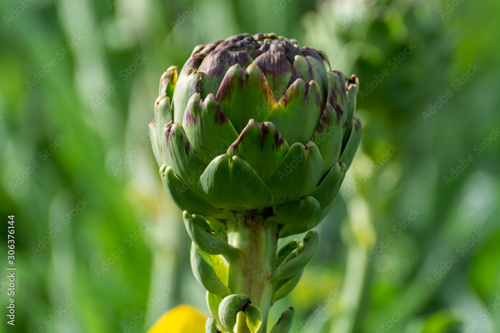 Obraz premium Farm field with green artichoke plants with one ripe flower head close up ready to new harvest