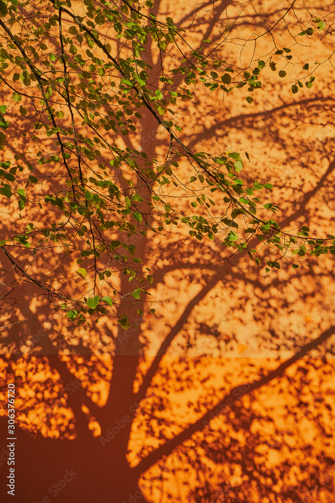 Orange Hauswand mit dem Schatten eines Baumes Orange Hauswand mit dem Schatten eines Baumes