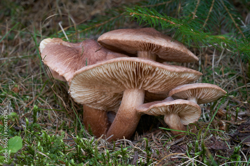 Inedible mushroom Tricholoma vaccinum in the spruce forest. Known as russet scaly tricholoma, the scaly knight, or the fuzztop. Group of brown mushrooms in the moss. Autumn time in the forest.